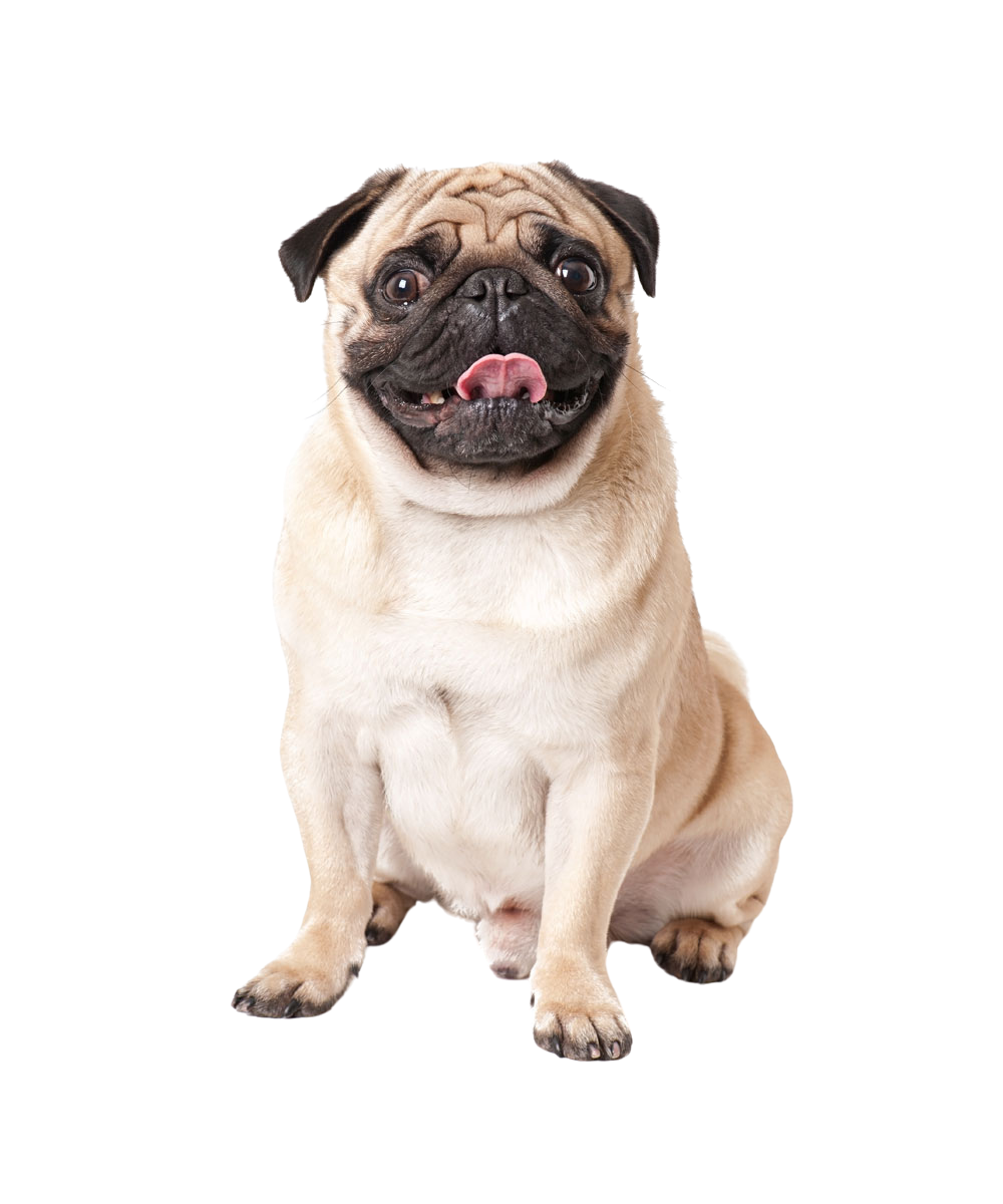 Cachorro